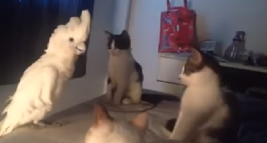 VIDEO: Catatua Mostra Quem Manda Ao Comunicar-se Com Um Grupo De Gatos