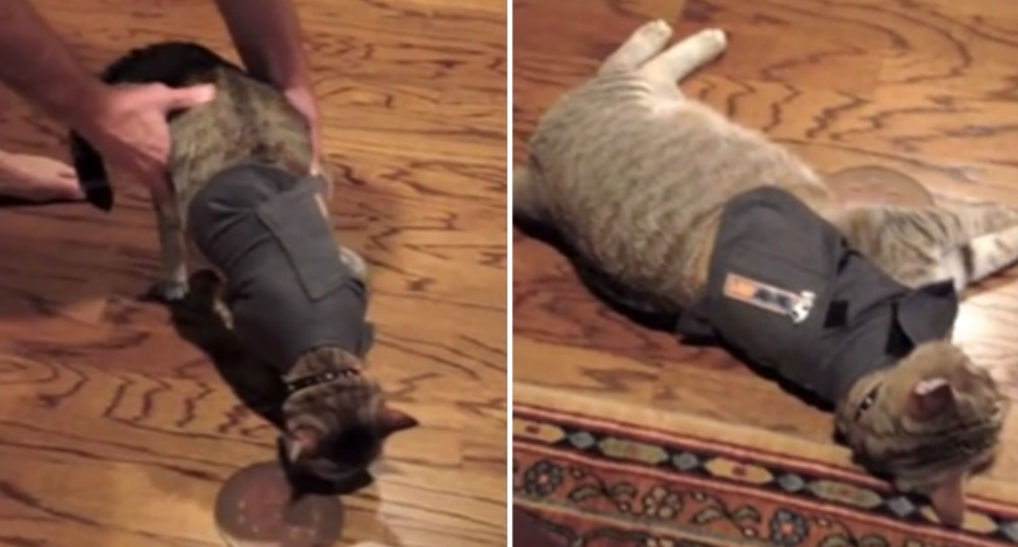 VIDEO: A Hilariante Reação De Um Gato Ao Vestir Uma Camisola De Relaxamento