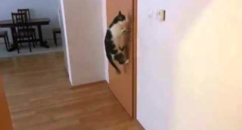 VIDEO: Habilidoso Gato Abre 5 Portas Para Sair De Casa