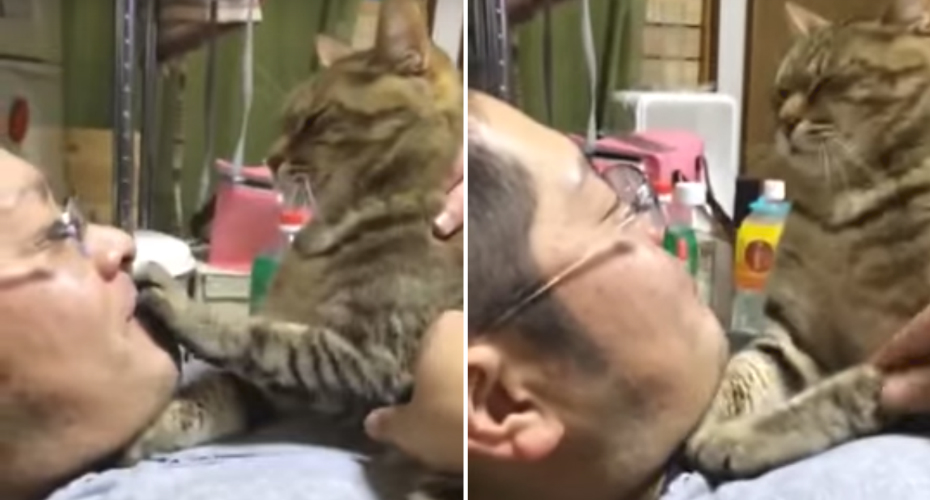 VIDEO: Gato Mostra Ao Dono Que Ninguém é Mais Teimoso Que Ele