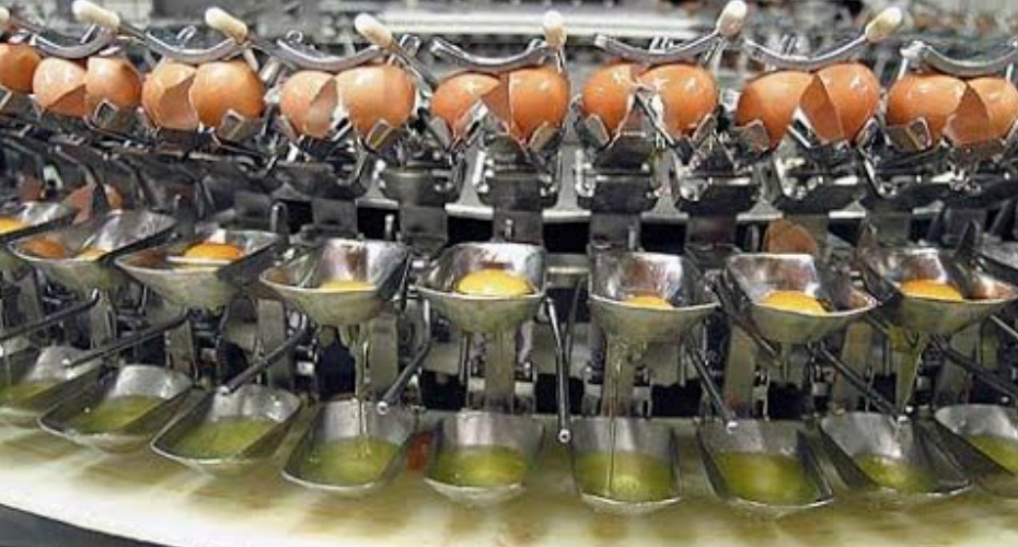 VIDEO: Máquina Parte 200 000 Ovos Por Hora, Separa a Gema Da Clara e Ainda Faz Limpeza Automática