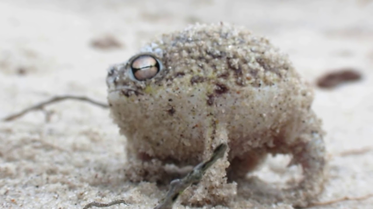 VIDEO: Sapo Faz Os Sons Mais Estranhos Que Alguma Vez Viu