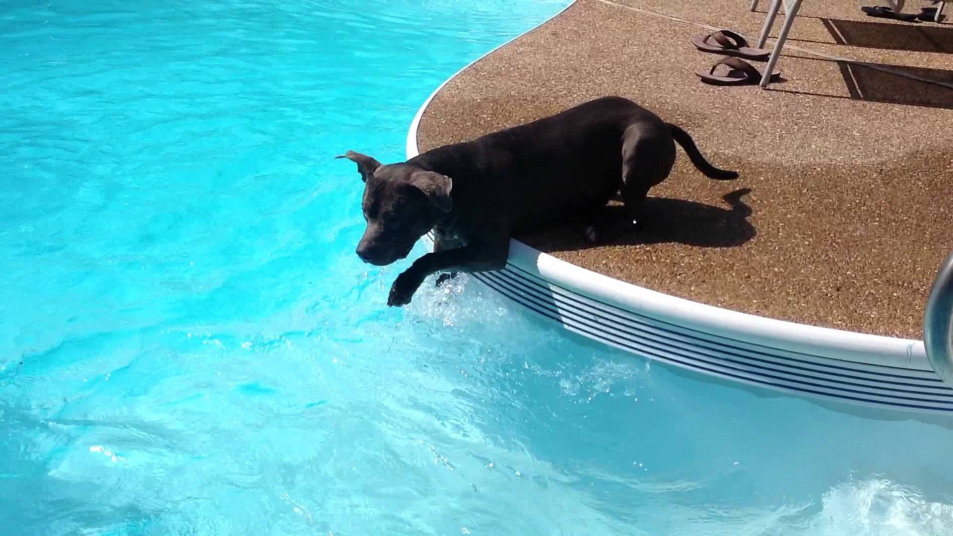 VIDEO: Confuso Cão Nada Em Piscina Pela Primeira Vez