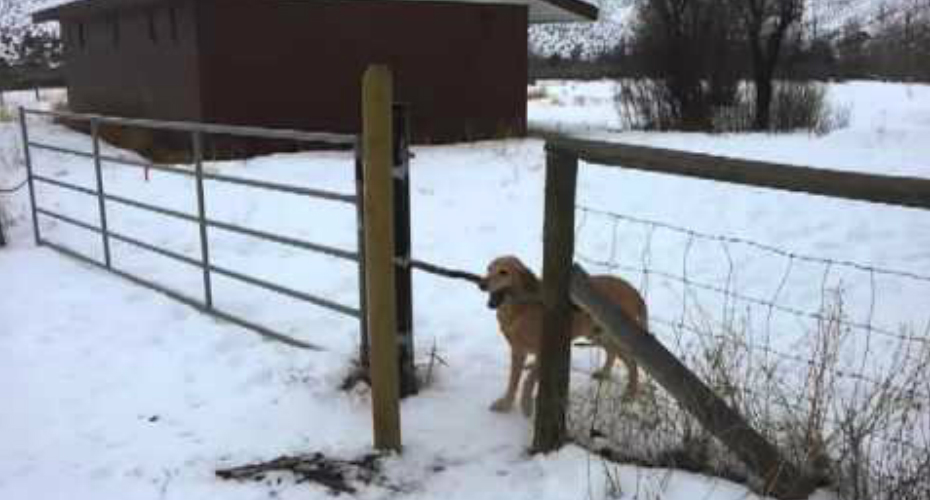 VIDEO: O Primeiro Grande Problema Na Vida Deste Cão
