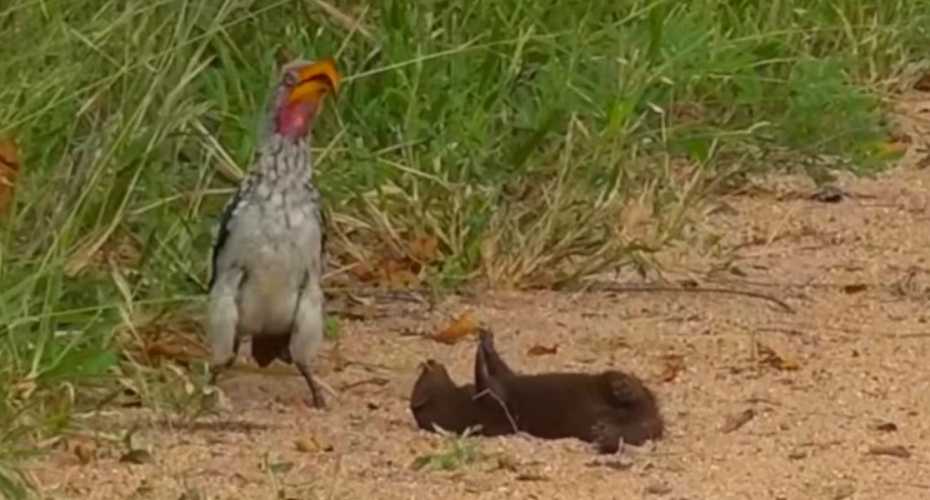 Hilariante Momento Em Que Mangusto-Anão Se Finge De Morto Ao Ver Ave Hilariante Momento Em Que Mangusto-Anão Se Finge De Morto Ao Ver Ave