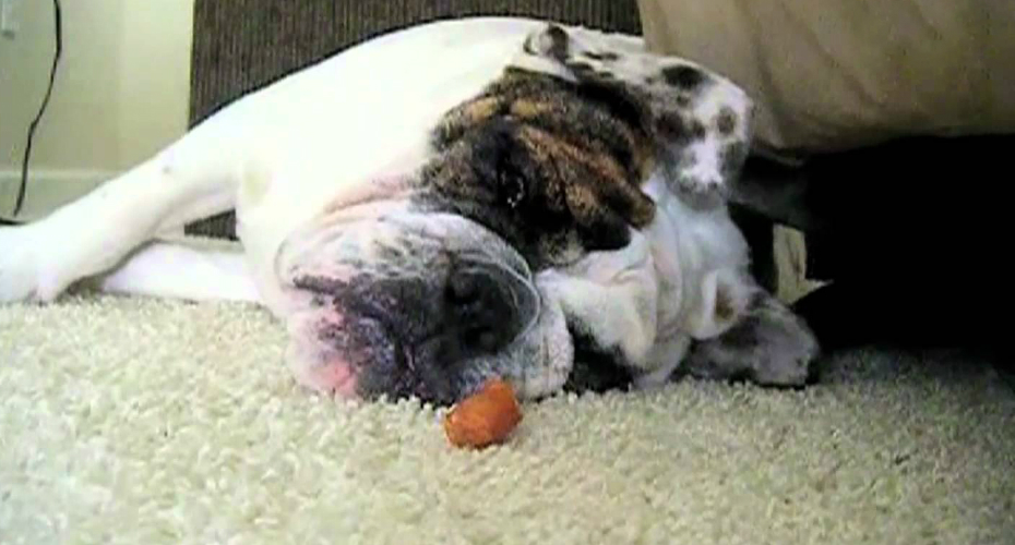 VIDEO: Cão Dorminhoco Acorda De Forma Hilariante Com o Cheiro Da Comida