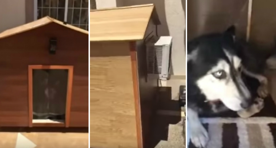 VIDEO: Cão Recusa-se a Sair De Dentro Da Casota Por Ter Ar Condicionado
