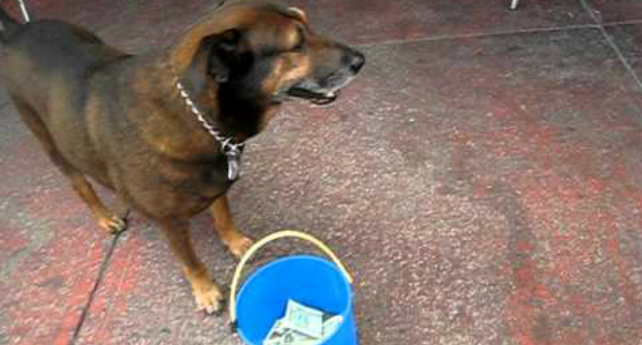 VIDEO: Inteligente Cão Sabe Exatamente o Que Fazer Para Pedir Dinheiro Aos Turistas