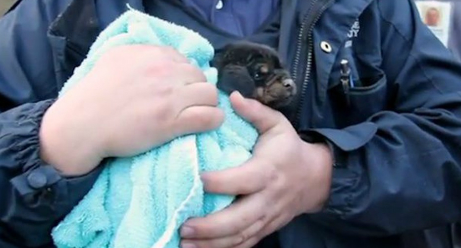 VIDEO: Salvamento De Um Cachorrinho Com 4 Semanas Preso Num Cano De Águas Subterrâneo