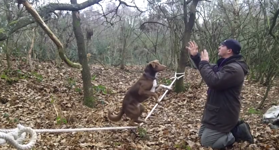 VIDEO: Cão Acrobata Equilibra-se Em Cima De Uma “Corda Bamba”
