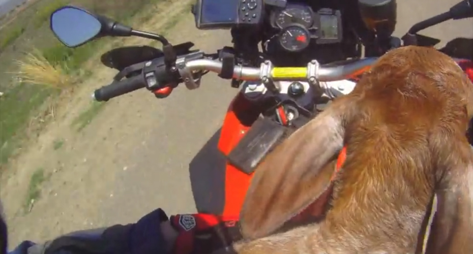 VIDEO: Bezerro é Resgatado Por Motociclista e Faz Passeio De Moto Para Ir Ao Encontro Da Família