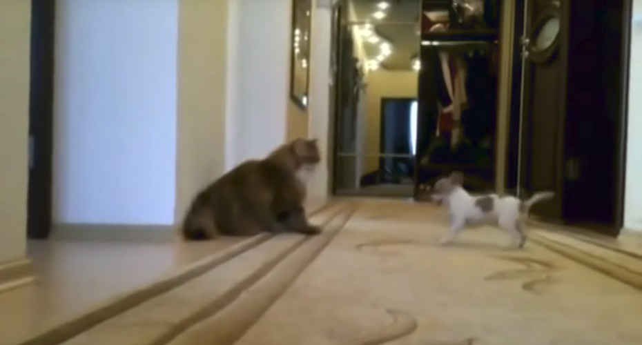 VIDEO: Pachorrento Gato Conhece o Cão Mais Chato Do Mundo