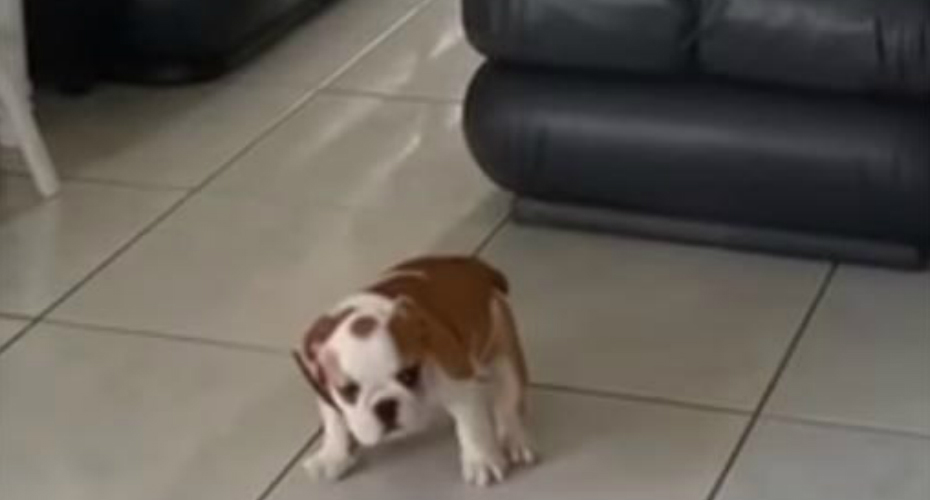 VIDEO: Cria De Bulldog Tem Pequeno Descuido, Mas a Mãe Piorou Ainda Mais a Situação