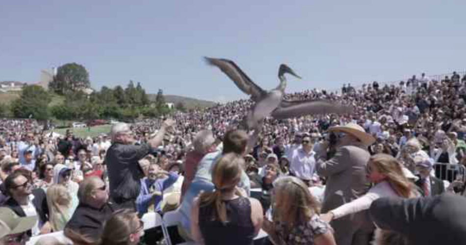 Pelicanos Invadem Graduação Ao Ar Livre e Atacam Convidados