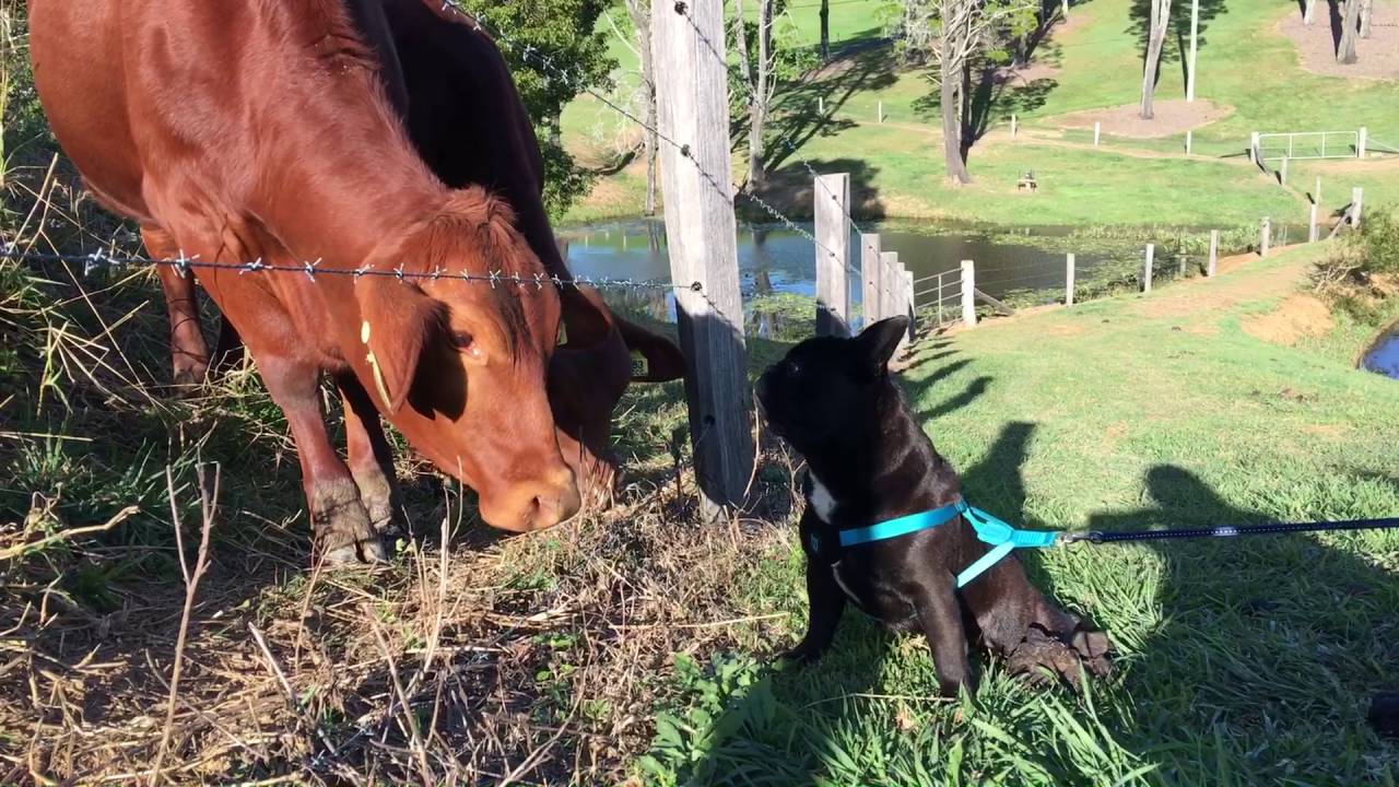 VIDEO: Bulldog Fica Verdadeiramente Aterrorizado Com Os Intensos Beijos Que Recebe De Algumas Vacas