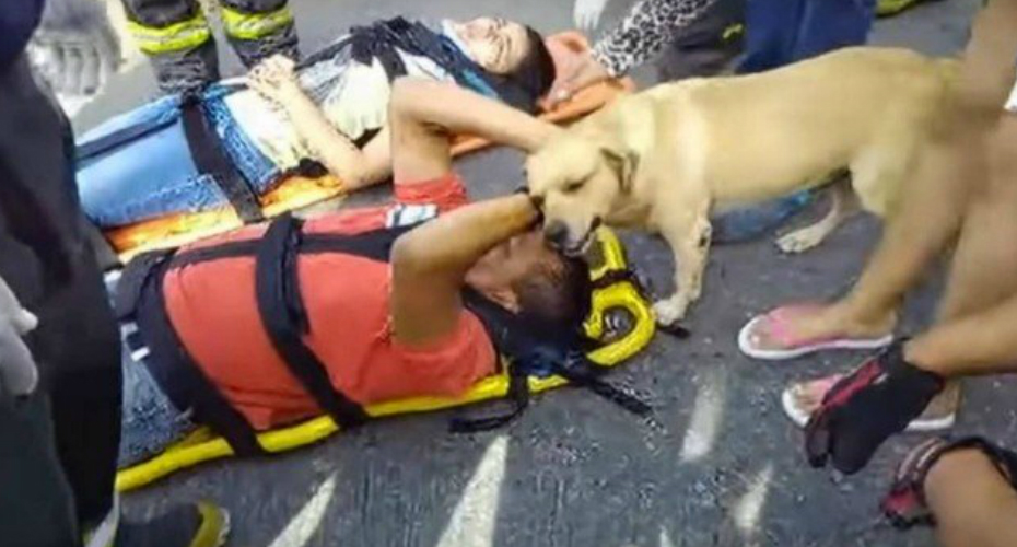 VIDEO: Cão Desesperado Recusa-se a Sair De Perto Do Dono Após Acidente
