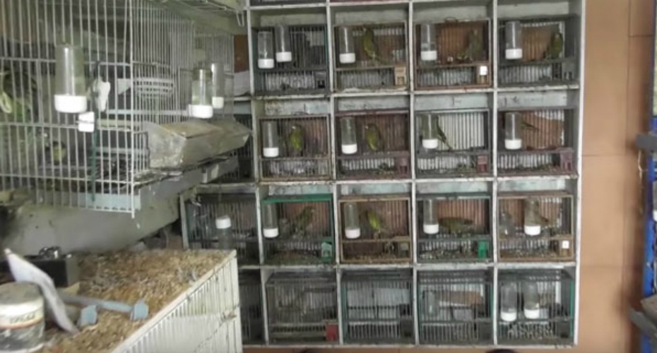 VIDEO: Compra Propriedade a Criador Que Possuía 74 Pássaros Silvestres e Liberta-os