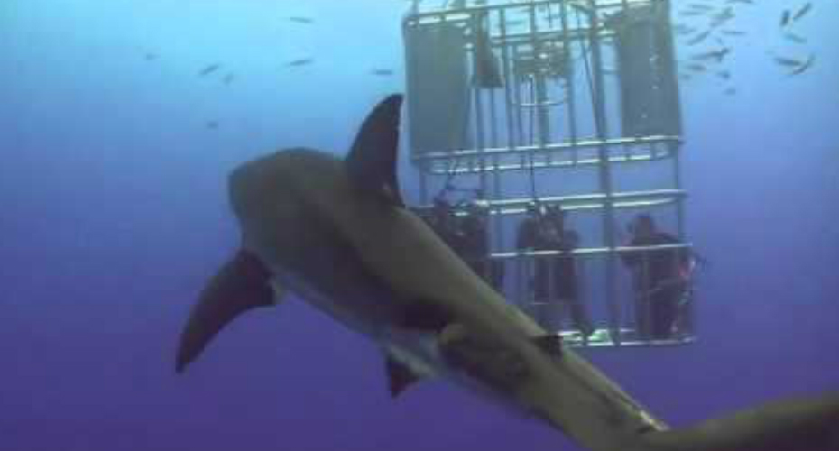 VIDEO: Grande Tubarão Branco Oferece Presente a Grupo De Mergulhadores