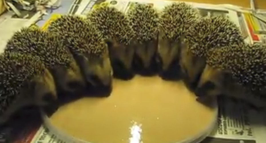 VIDEO: 8 Adoráveis Ouriços Partilham 1ª Refeição Após Terem Sido Resgatados