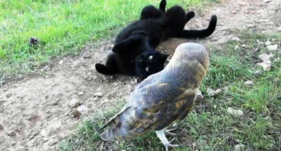A Surpreendente Amizade Entre Um Gato e Uma Coruja