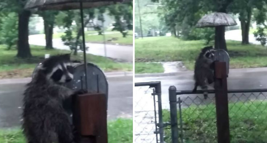 Inteligente Guaxinim Encontra Método Alternativo Para Se Manter Seco Nos Dias De Chuva Inteligente Guaxinim Encontra Método Alternativo Para Se Manter Seco Nos Dias De Chuva