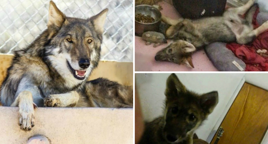 Casal Adota Cachorrinho Bebé Tempo Mais Tarde Descobre Que é Um Lobo Casal Adota Cachorrinho Bebé Tempo Mais Tarde Descobre Que é Um Lobo
