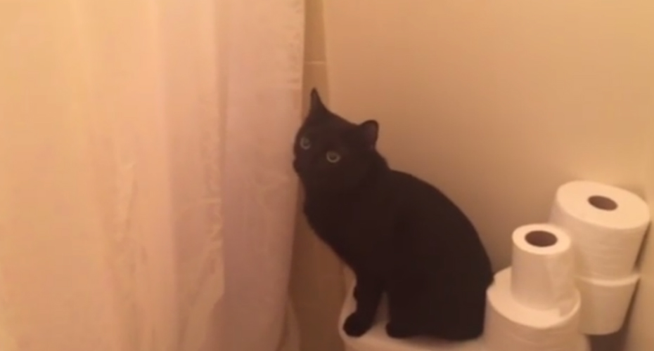 Gato Protetor Fica Verdadeiramente Preocupado Quando Ouve a Sua Dona a Cantar No Chuveiro Gato Protetor Fica Verdadeiramente Preocupado Quando Ouve a Sua Dona a Cantar No Chuveiro