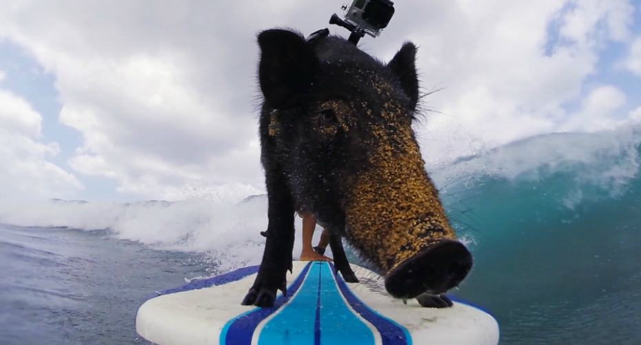 Conheça Kama, o Porquinho Surfista Do Havai