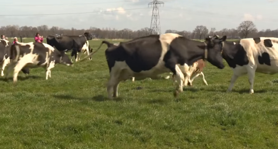 Vacas Saltam De Alegria Por Verem Erva Pela Primeira Vez Após Estarem 6 Meses Fechadas