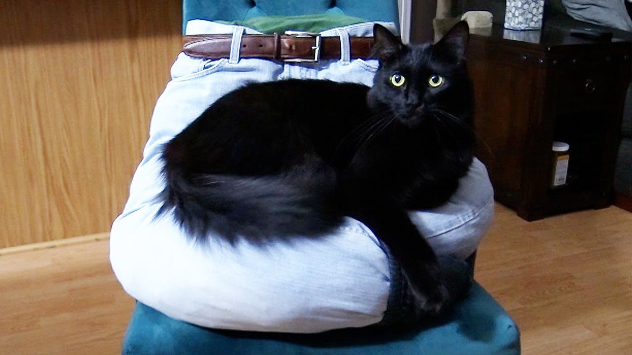 5 Ideias Brilhantes e Baratas Para Manter Os Seus Gatos Felizes 5 Ideias Brilhantes e Baratas Para Manter Os Seus Gatos Felizes