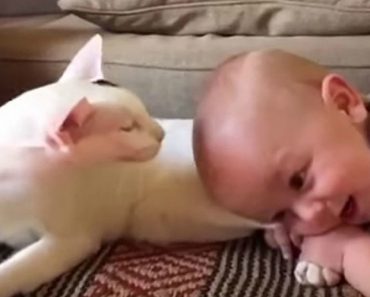 Casal Estava Com Receio De Adotar Um Gato Por Causa Do Bebé, Mas esta Foi a Reação Dos Dois Casal Estava Com Receio De Adotar Um Gato Por Causa Do Bebé, Mas esta Foi a Reação Dos Dois