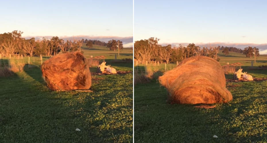 Mulher Pensou Que Estava a Gravar Um Momento Paranormal, Mas Depressa Percebeu a Razão Mulher Pensou Que Estava a Gravar Um Momento Paranormal, Mas Depressa Percebeu a Razão