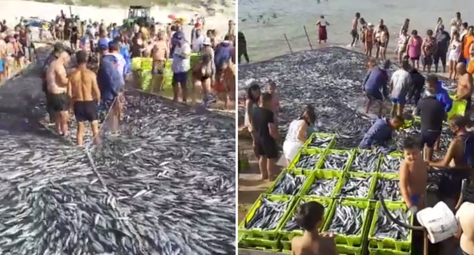 Banhista Filma Inacreditável Quantidade De Peixe Que Pescadores Apanharam Na Praia Da Vieira