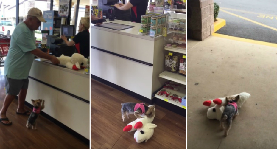 Cadelinha Esforça-se Por Transportar o Brinquedo Novo Com o Dobro Do Seu Tamanho Cadelinha Esforça-se Por Transportar o Brinquedo Novo Com o Dobro Do Seu Tamanho