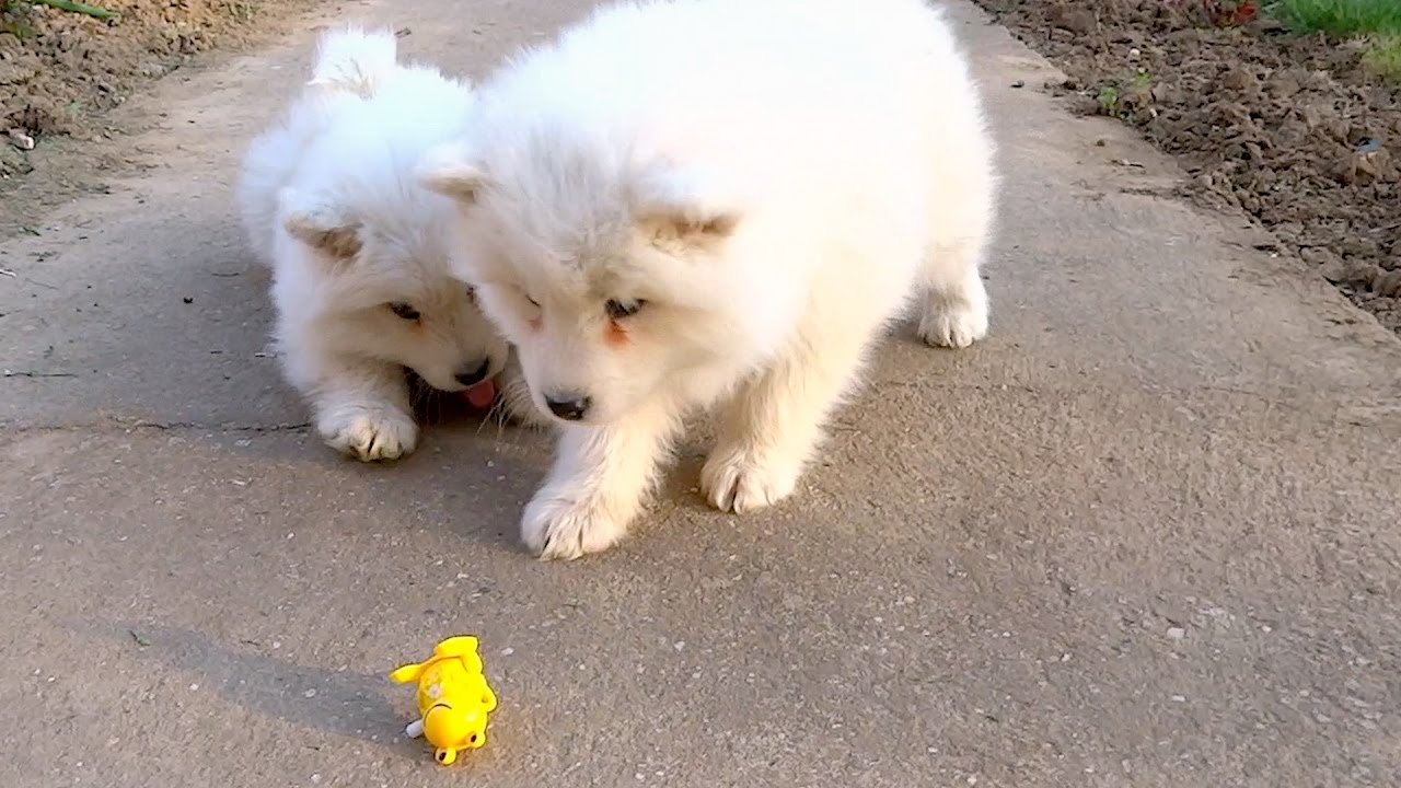A Reação Adorável De Dois Cachorros Samoyed Que Não Sabem Como Reagir ao Novo Brinquedo A Reação Adorável De Dois Cachorros Samoyed Que Não Sabem Como Reagir ao Novo Brinquedo