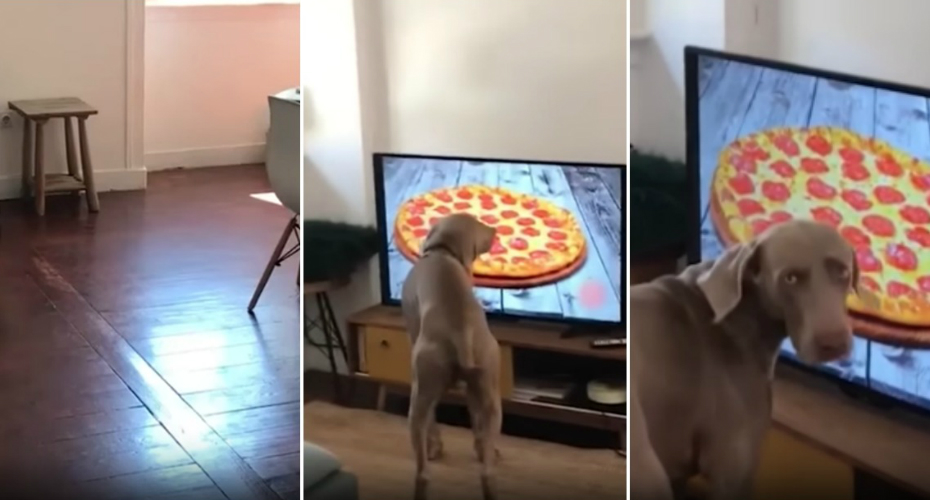 Português Encomenda Pizza Pela Televisão e o Seu Cão Fica Baralhado Com a Imagem No Ecrã