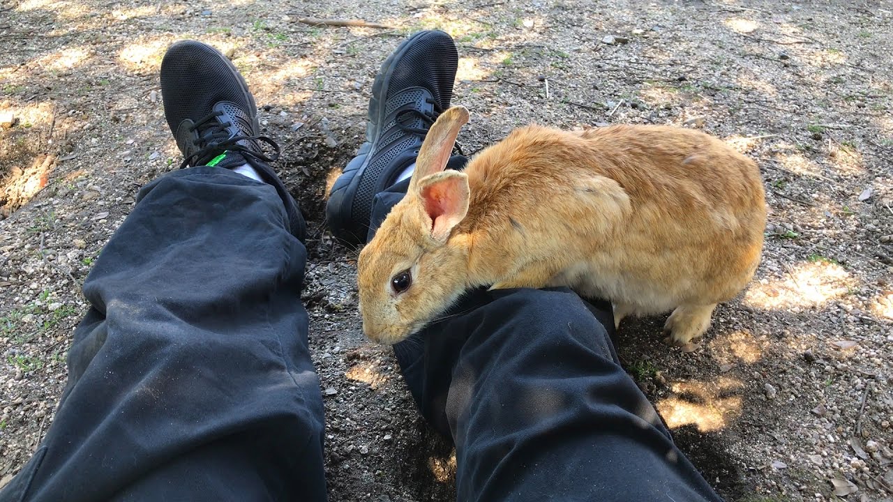 Conheça Okunoshima, a Ilha Japonesa Dominada Por Coelhos Conheça Okunoshima, a Ilha Japonesa Dominada Por Coelhos