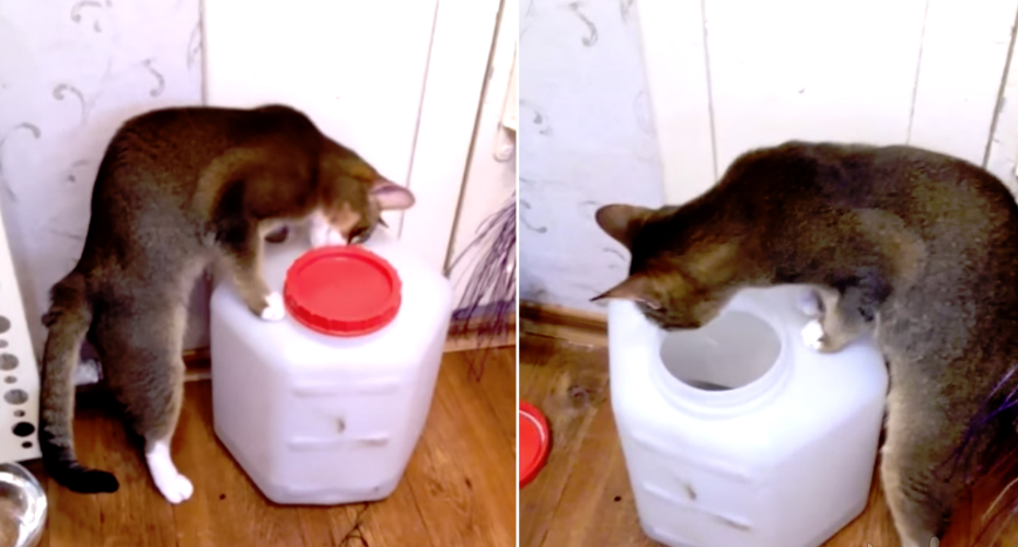 Inteligente Gato Descobre Como Se Abre a Tampa Do Recipiente Que Guarda a Sua Comida Inteligente Gato Descobre Como Se Abre a Tampa Do Recipiente Que Guarda a Sua Comida