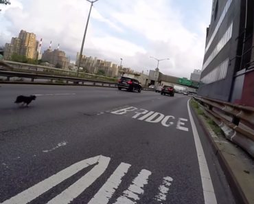 Ciclista Faz Perseguição Tensa Para Apanhar Cão Que Fugiu Nas Ruas De Nova Iorque 9