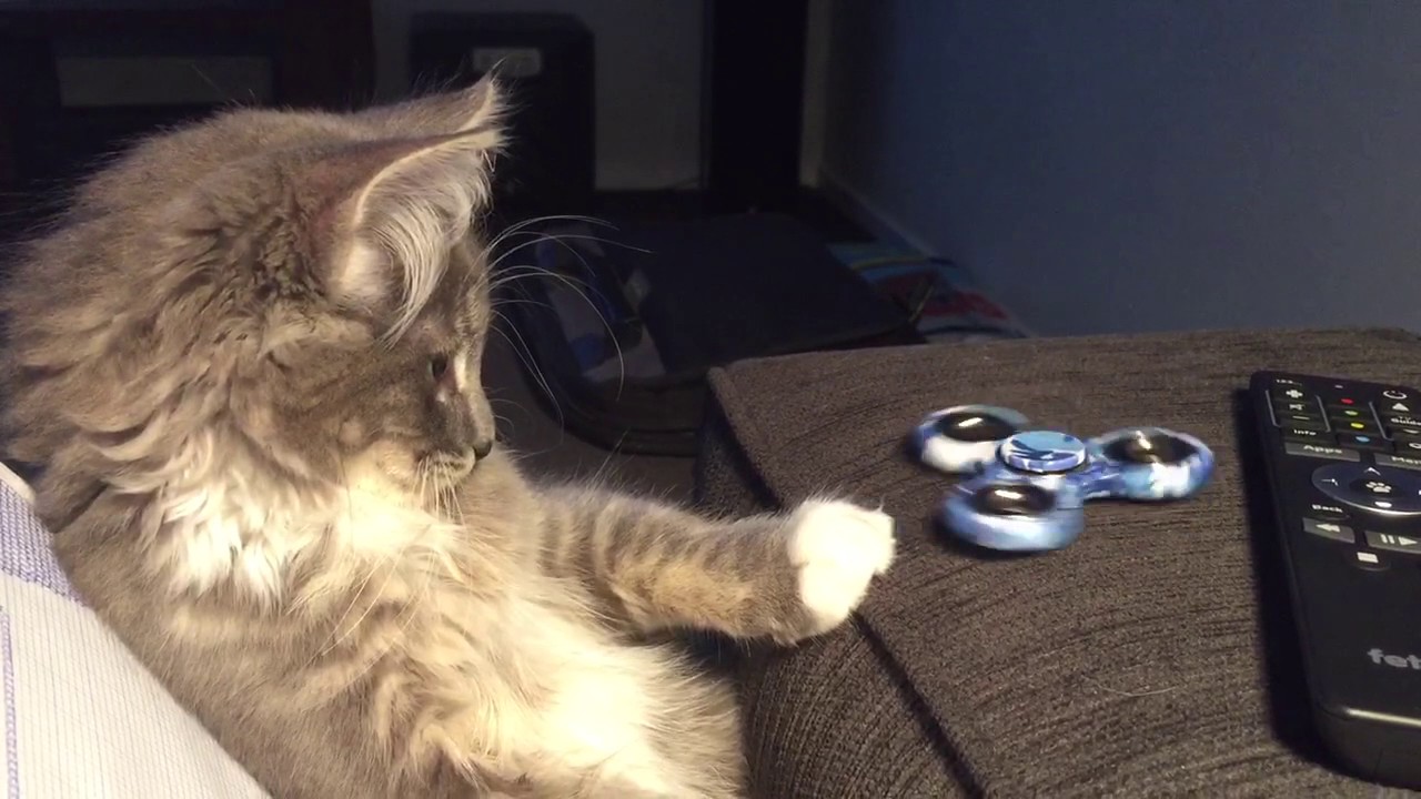 Gato Fica Fascinado Pelo Poder Anti-Stress Do Fidget Spinner Gato Fica Fascinado Pelo Poder Anti-Stress Do Fidget Spinner