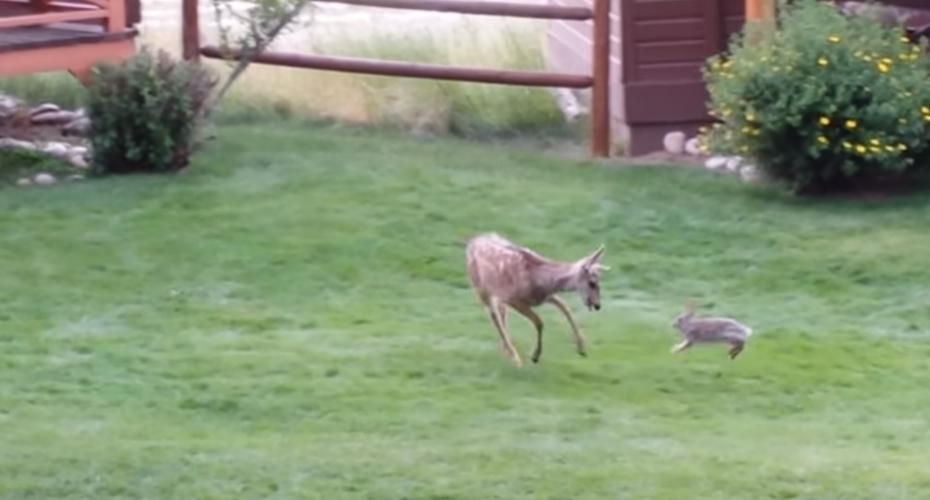 Inesperada Amizade Entre Coelho e Veado Bebé Cria Momentos Adoráveis Inesperada Amizade Entre Coelho e Veado Bebé Cria Momentos Adoráveis