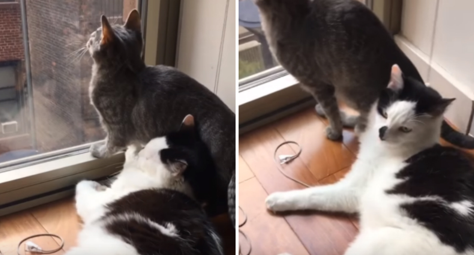 Gato Tenta Ser Carinhoso Mas Descobre Que Tem Um Amigo Ingrato Gato Tenta Ser Carinhoso Mas Descobre Que Tem Um Amigo Ingrato