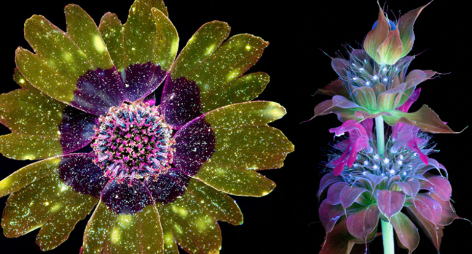 Fotos Extraordinárias Capturam As Luzes Invisíveis Que As Flores e Plantas Emitem Fotos Extraordinárias Capturam As Luzes Invisíveis Que As Flores e Plantas Emitem