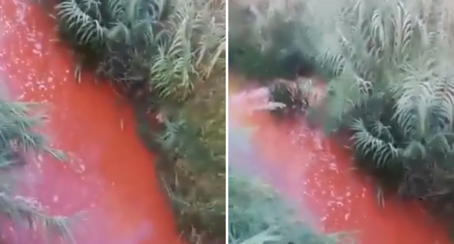 Vídeo Mostra Descarga De Concentrado De Tomate Em Ribeira De Rio Maior