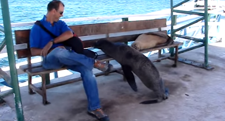 As Focas Também Têm Direito Ao Descanso As Focas Também Têm Direito Ao Descanso