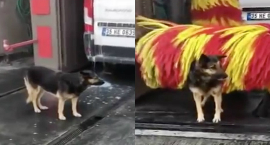 Cão é o Mais Assíduo Dos Clientes Desta Lavagem Automática De Carros