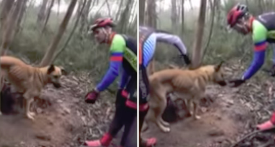 Ciclistas Salvam Cão Amarrado a Uma Árvore Na Serra De Pias Em Valongo