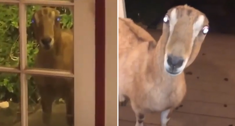 Mulher Filma Momento Em Que Cabra Sem Orelhas Tenta Entrar Na Sua Casa Mulher Filma Momento Em Que Cabra Sem Orelhas Tenta Entrar Na Sua Casa