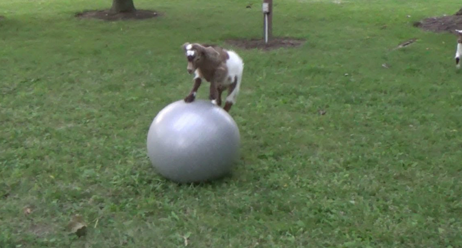 Pequena Cabra Adora Brincar Com Bola De Exercícios