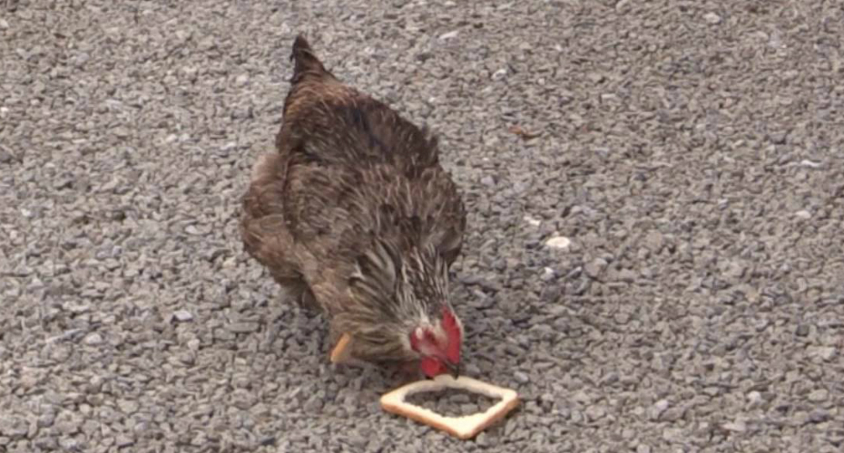 Como Um Pedaço De Pão Consegue Dificultar a Vida De Uma Galinha Como Um Pedaço De Pão Consegue Dificultar a Vida De Uma Galinha
